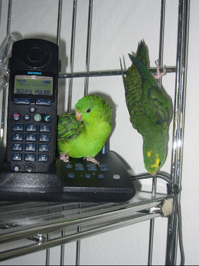 Hey Sammy, hau schnell ab... das ist Monis Telefon! Steht doch auf dem Apparat... oder kannst du nicht lesen?